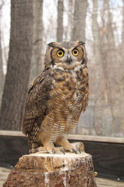 Briscoe the Great Horned Owl Whats the most unusual animal you've had as a patient? (Charlotte) Oh! That's a great question!
