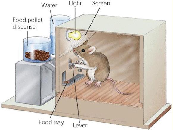 Skinner, who found that rats can quickly learn to press a lever to receive food Behavior: press lever Consequence: get food Skinner Box B.F.