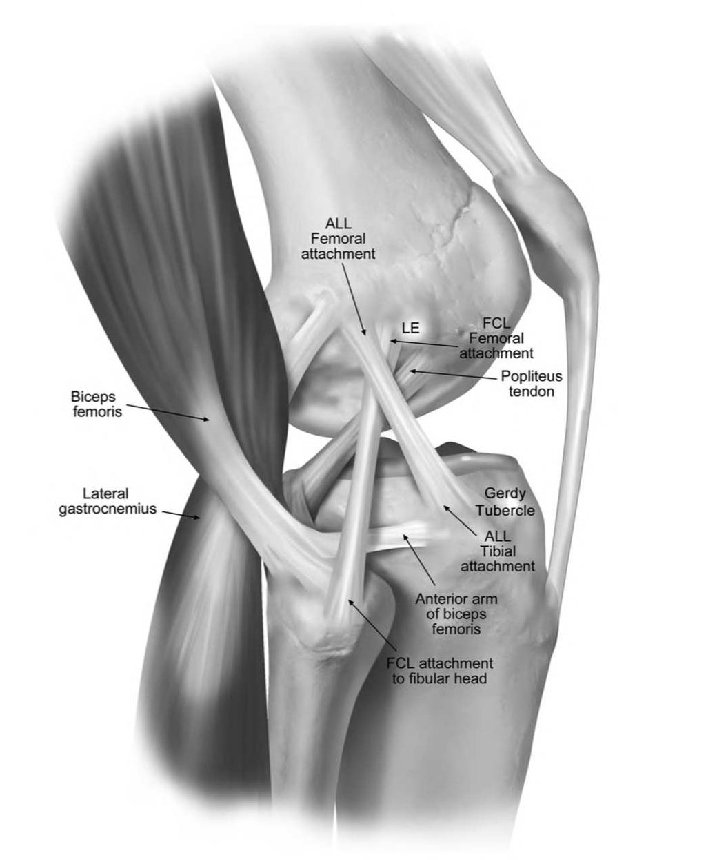 Anatomy Origin just posterior and proximal to the lateral epicondyle (or on the LE) Has deep connections to the lateral meniscus Inserts on tibia on average of 24.
