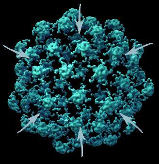 Prophylactic HPV vaccines consist of Virus-Like Particles (VLPs) L1 Expressed in yeast or baculovirus 5 L1