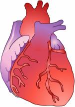 The treatment of atrial fibrillation may require long-term medication and possibly electroshock to the heart.