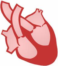It is formed by 2 sides, the right side and the left side. Each side has 2 chambers, an atrium and a larger ventricle. Blood comes from the body to the right atrium.