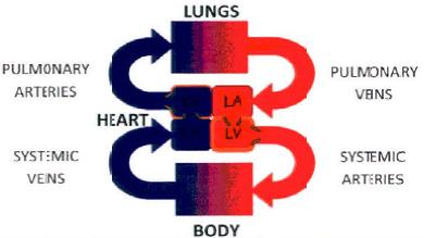 The Normal Heart The heart is a blood pump with 4 chambers Two Atria: Receive blood from the body and lungs Two Ventricles: Pump blood to the body and lungs Red= Oxygenated Blood!