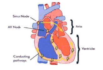 The Electrical System of the Heart There are some important aspects of the heart s electrical system that we will review below: The Sinus node is the natural pacemaker.