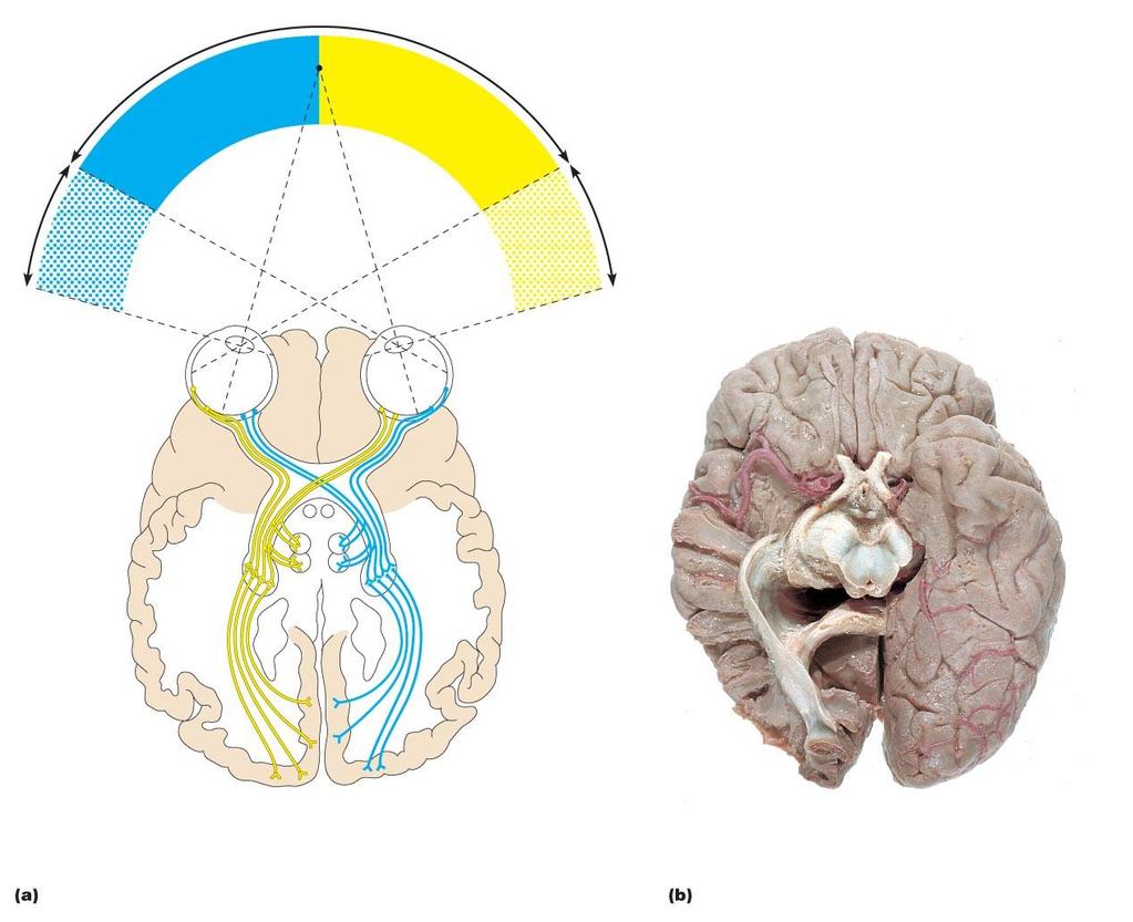Visual pathway to the brain and visual fields, inferior view.