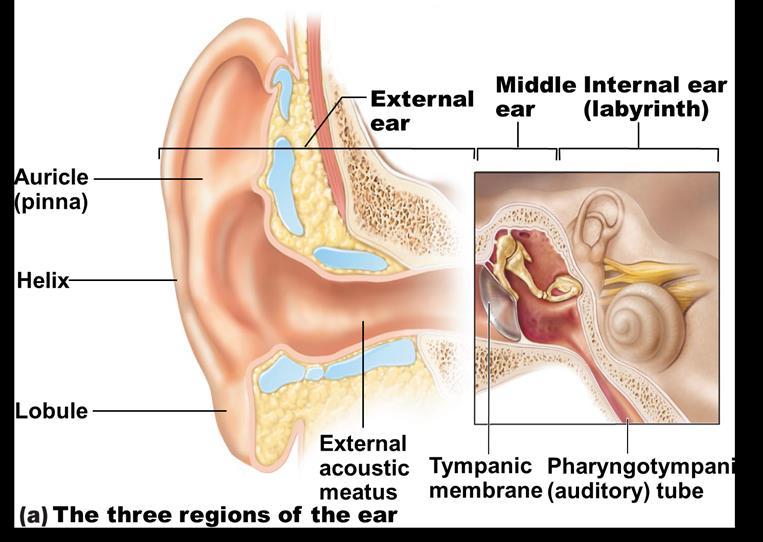 Middle Ear (Tympanic Cavity) A small, air-filled, mucosa-lined cavity in temporal bone Flanked
