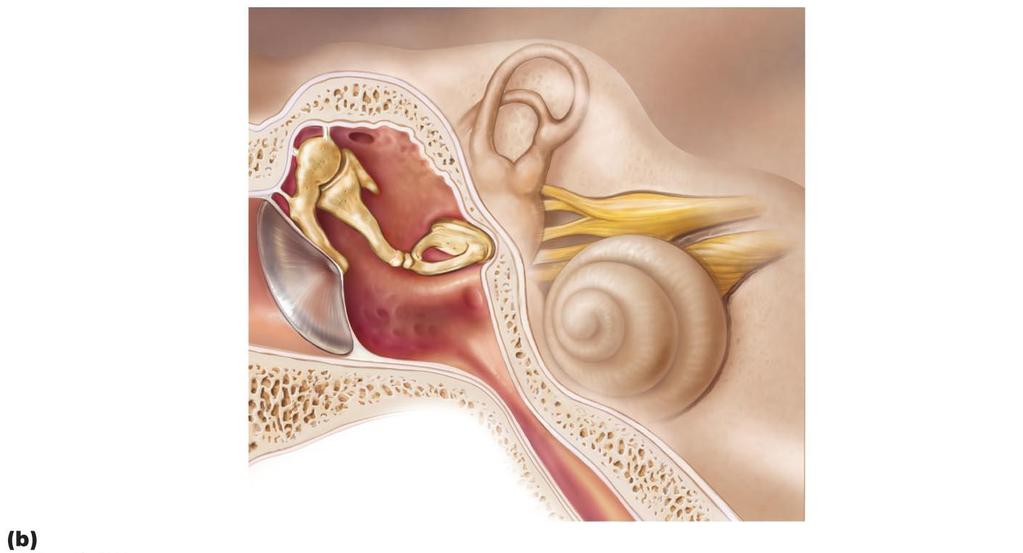 Structure of the ear.