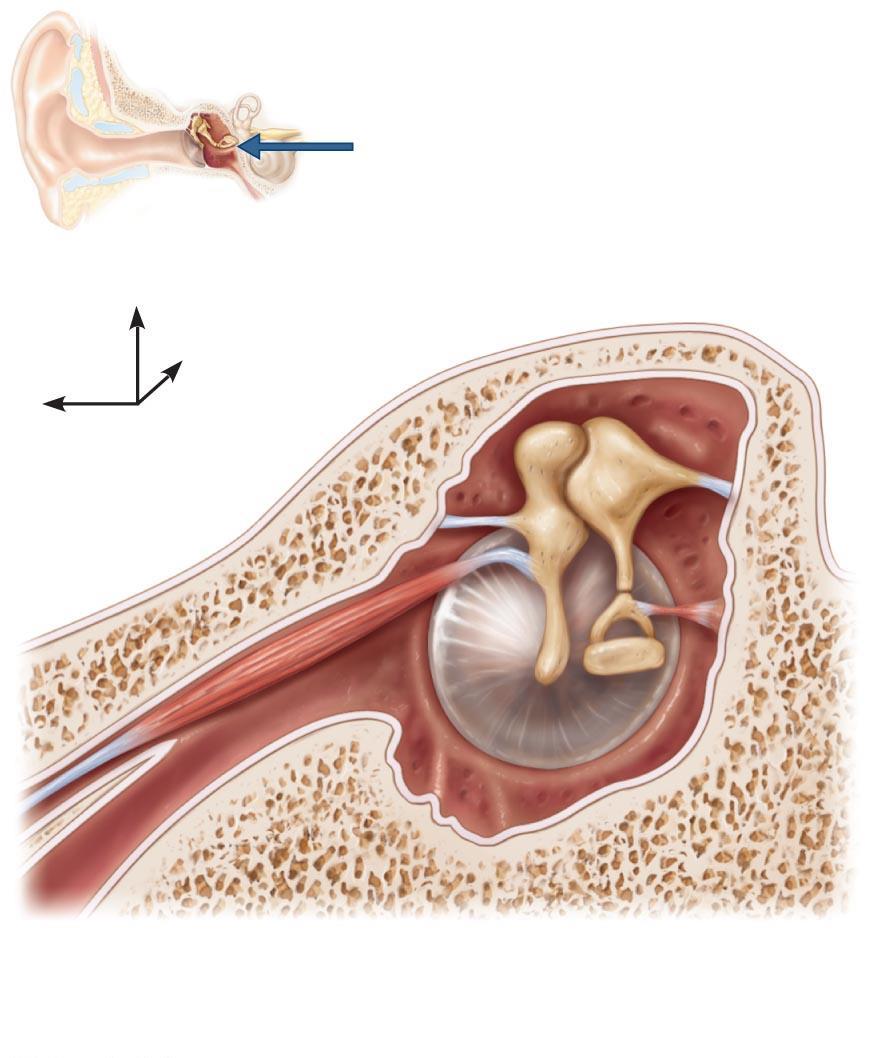 The three auditory ossicles and associated skeletal muscles.