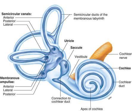 Vestibule Central egg-shaped cavity of bony labyrinth Contains two membranous sacs 1. Saccule is continuous with cochlear duct 2.
