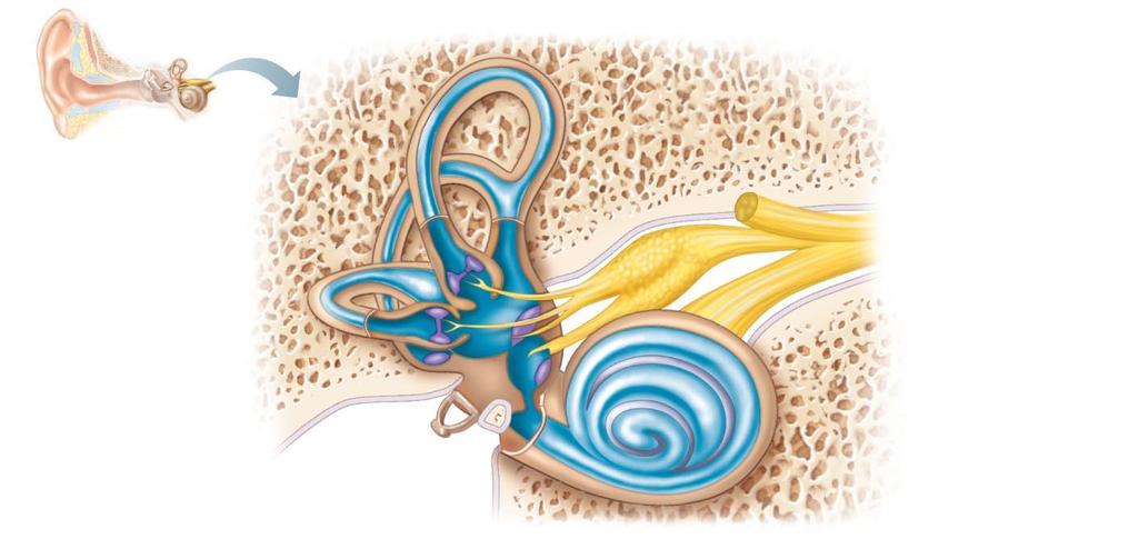 Membranous labyrinth of the internal ear.