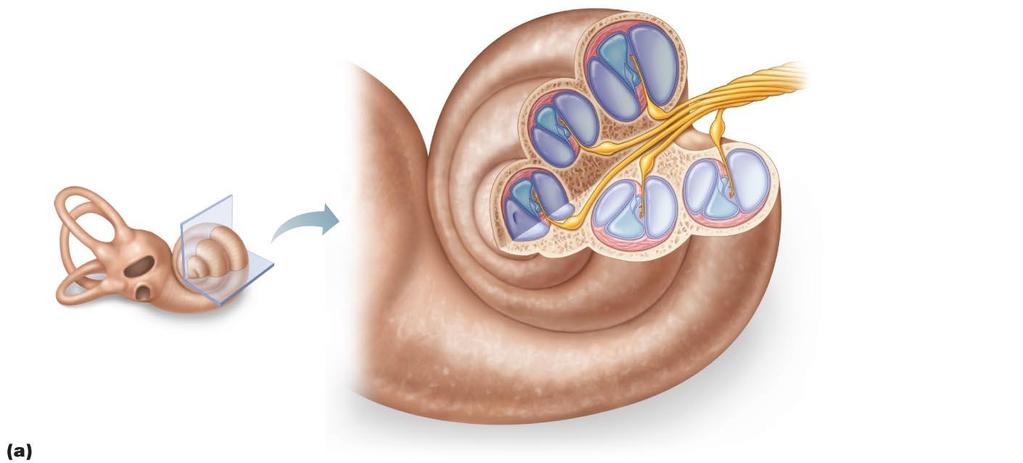 Anatomy of the cochlea.