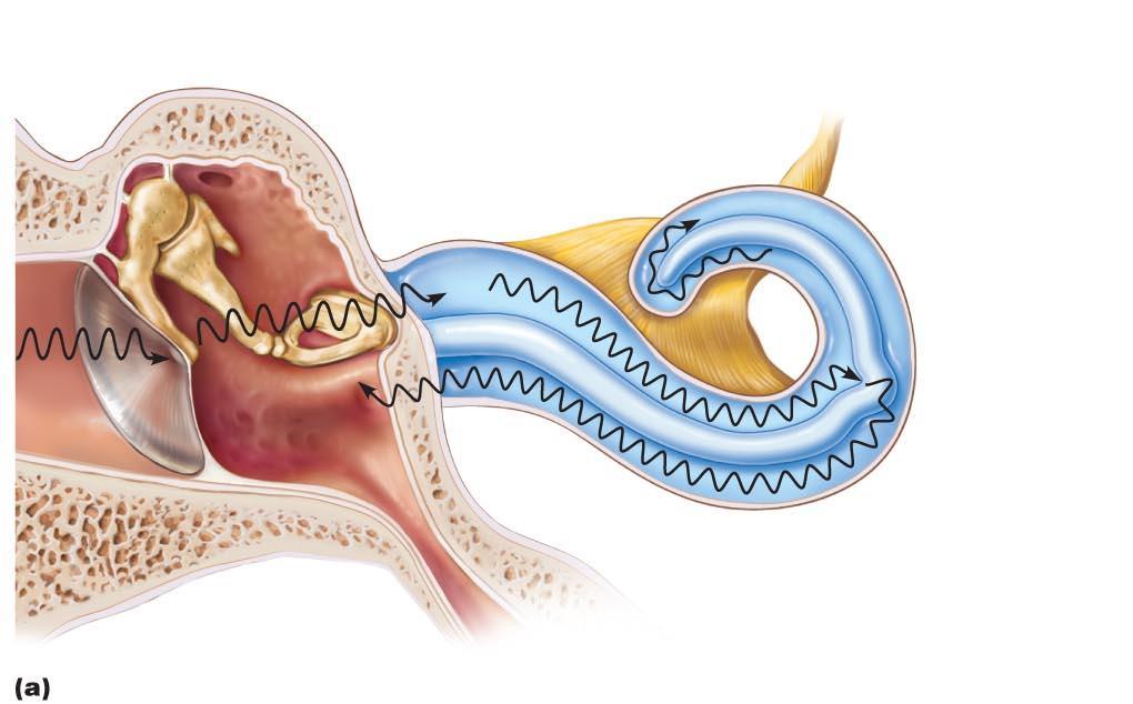 Auditory ossicles Pathway of sound waves and resonance of the basilar membrane.