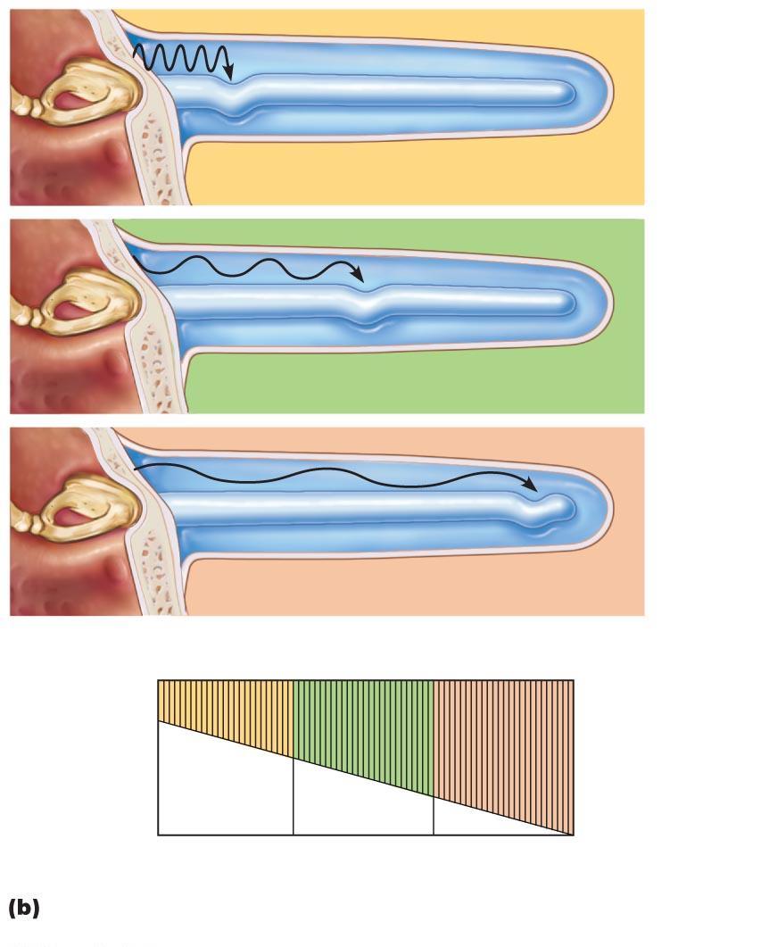Pathway of sound waves and resonance of the basilar membrane. Basilar membrane High-frequency sounds displace the basilar membrane near the base.