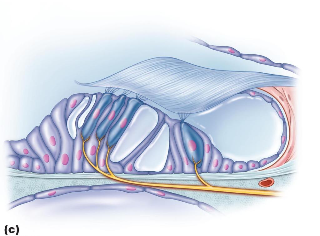 Tectorial membrane Anatomy of the cochlea.