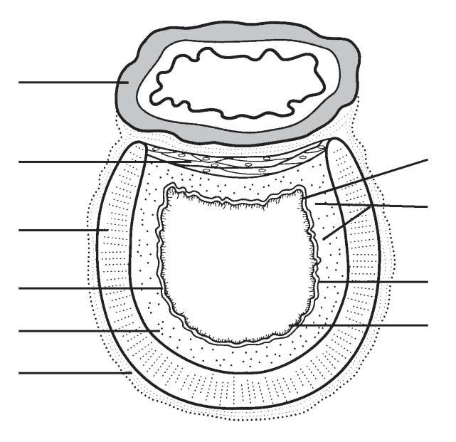 266 Anatomy & Physiology Coloring Workbook 9. Figure 13 3 shows a cross section through the trachea. (A) Label the layers indicated by the leader lines.