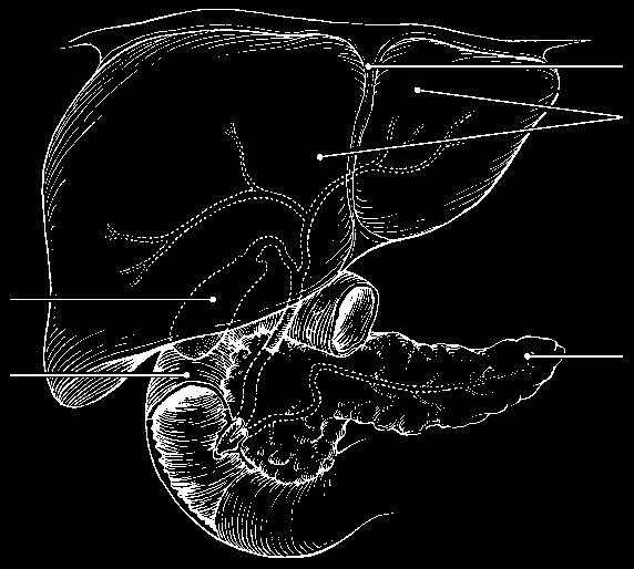 Figure 14 7: A Lumen Villi Plicae circulares Plicae circulares Mucosa Submucosa Muscularis Tunics Serosa B Gallbladder