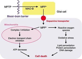 MPTP-Mechanism of Toxicity April