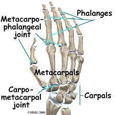Joint Structure of the Hand Carpometacarpal