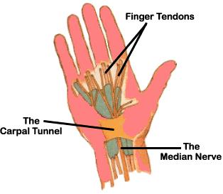 Closer Look at the Carpal Tunnel