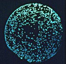 Bioluminescence Inhibition Test Vibrio fischeri Coating D