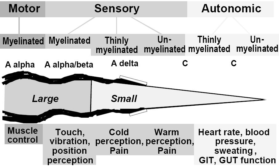PERIPHERAL NERVOUS SYSTEM 1. Neve conduction study 2. Vibration detection threshold 1. Cold detection threshold 2. Heat-pain threshold 3.