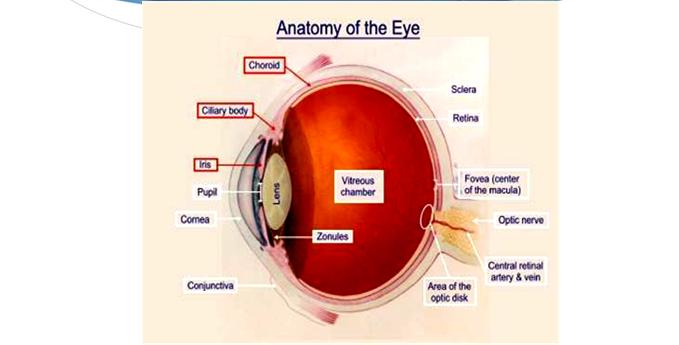 Disclosure Ocular Anatomy and Motility Jenean Carlton BA, ABOC, NCLC President, Carlton & Associates, LLC Carlton and Associates, LLC provides communications and educational materials for the optical