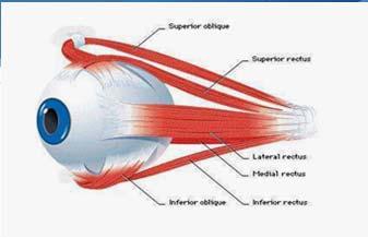 Ocular Motility Ocular Motility Binocular Vision Fixation Convergence Divergence