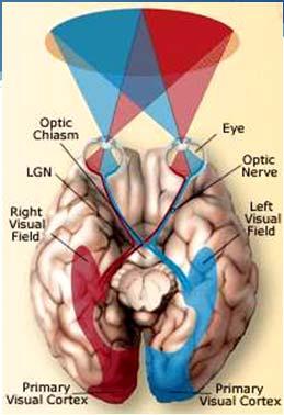 blending of retinal signals from both eyes.