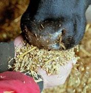 It can be used in place of silage for growing animals performing at moderate levels and for pregnant livestock.