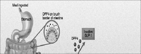 DPP 4 Inhibitors Benefits: HgbA1C by 0.