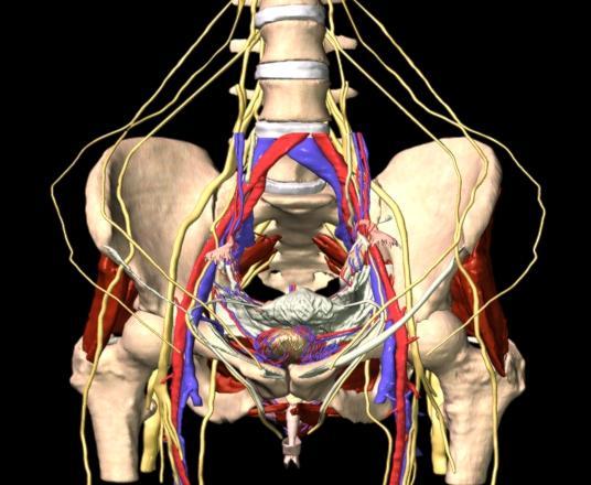 Lumbar Spine Supports upper body weight and allows motion at junction with rigid pelvic girdle