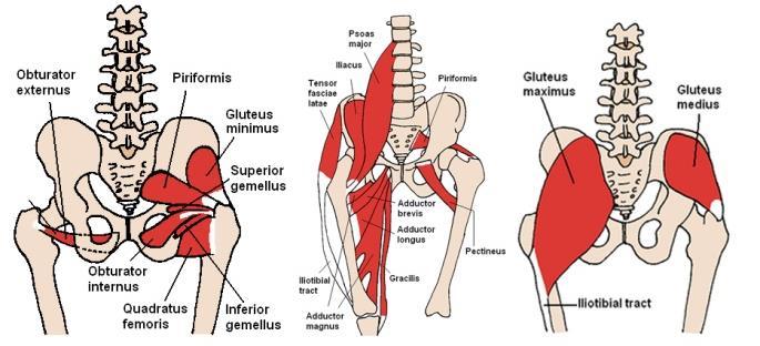 Muscle strain Hip muscles create athletic movement and force, and also stabilize pelvis during closed chain activity.