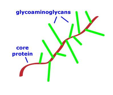 Proteoglycans All of the glycosaminoglycans except hyaluronic acid and heparin are found covalently attached to protein, forming proteoglycan