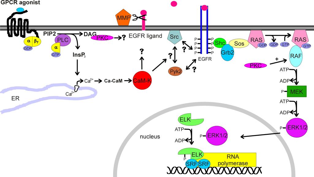 1.4 Activation of MAPK by G protein coupled receptors erotrimeric guanine nucleotide binding regulatory proteins (G proteins), composed of α, β and γ subunits.