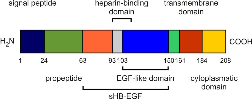 1.5 Heparin binding EGF like growth factor Figure 1.4: Structure of pre pro HB EGF. The domain structure of the primary translation product of pre pro HB EGF is depicted.