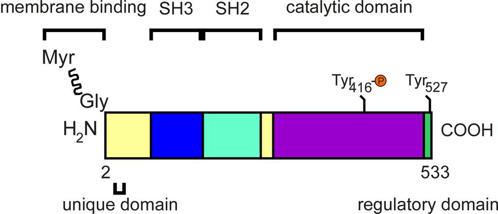 1. Introduction Figure 1.5: Structural features of Src. The amino terminus of the protein is myristoylated at Gly2.