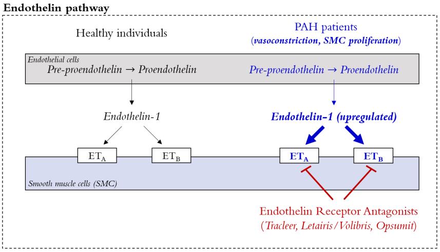 Mechanism Of PAH Drugs Source: Cowen and Company Prostacyclin is the major arachidonic acid metabolite