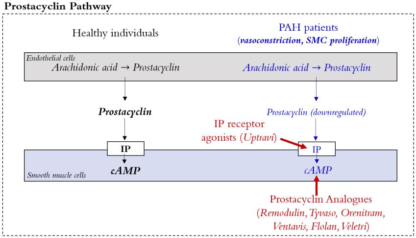Prostacyclin levels are reduced in PAH patients thereby leading to reduced dilatory and