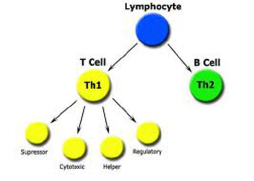 Immunity B cells Lymphocytes that grow and mature in the bone marrow.