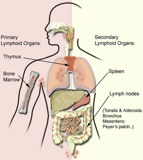 Organs of Lymphatic System Spleen: in abdomen Tonsils: in mouth Thymus: underneath heart Bone marrow:
