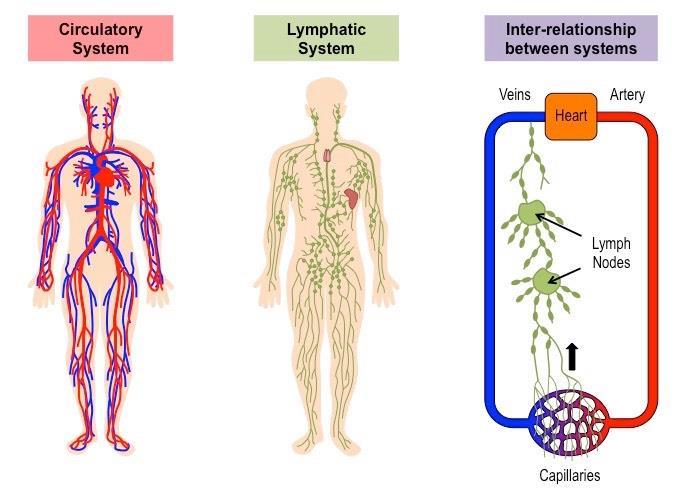 The Lymphatic System Carries essential nutrients to the cells Collects