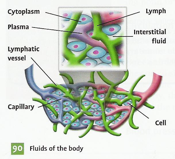 Lymph A fluid that fills the spaces between the blood vessels and the body cells (interstitial