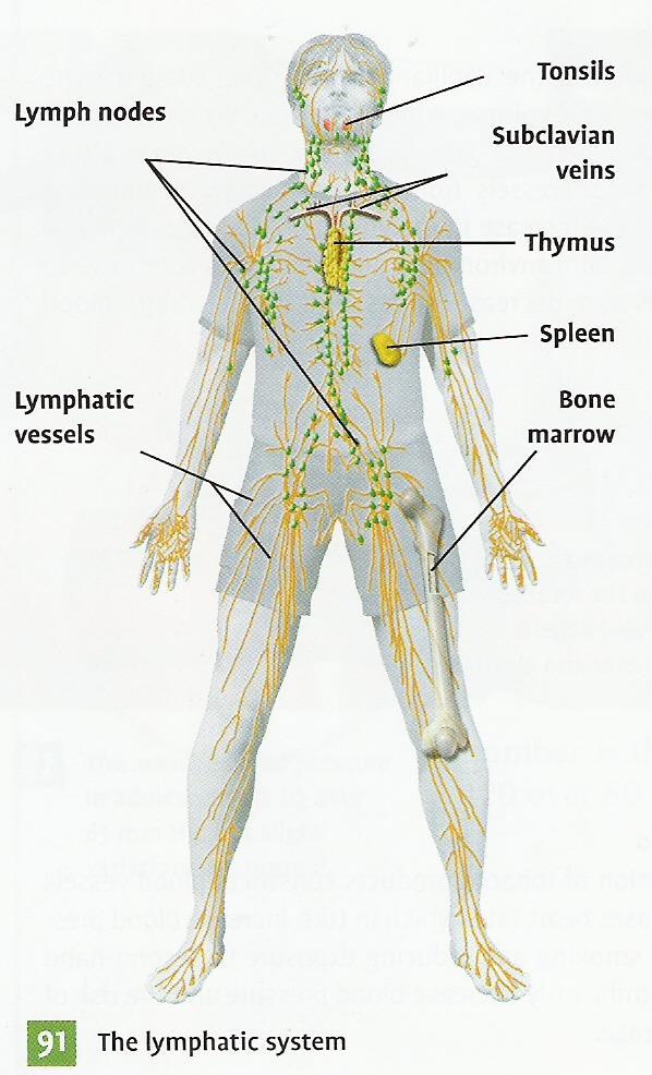 Lymphatic Vessels Similar to blood vessels, they are located near them They carry lymph and return it to the blood by emptying it into two subclavian veins near the