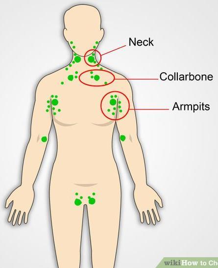 Lymph Nodes AKA Ganglions Small round structures found along lymph vessels Found in 4 areas: Groin, neck, armpits, abdomen During an infection such as