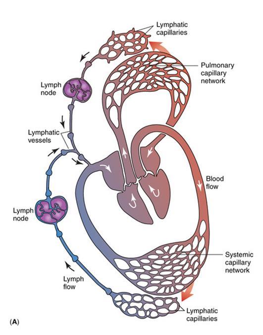 LYMPH VESSELS Closely parallel to veins Located in almost all tissues and organs that have blood vessels Tissue lymph enters small lymph vessels which drain into larger