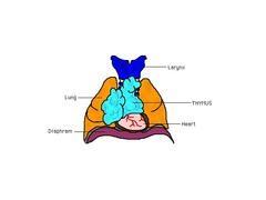 Thymus Located posterior to the sternum Decreases in size after the
