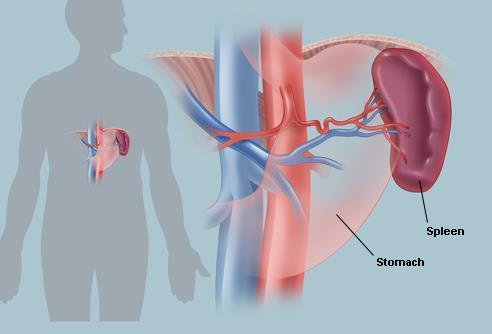 Spleen The largest lymph organ Similar to lymph nodes but much larger and filled
