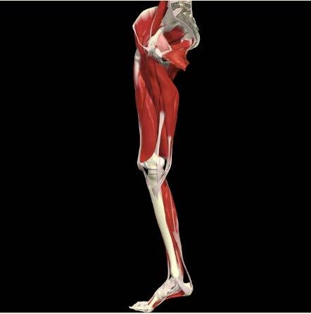 Lower Limb: Medial