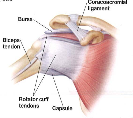 Learning about the parts of the shoulder will help you understand your shoulder problem. Anatomy Bones provide the foundation of the shoulder joint.