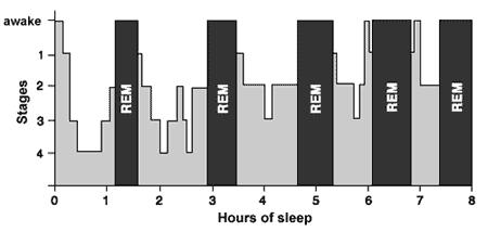 Sleep Cycle Each cycle lasts ~90 minutes Average 4 to 6 rounds of REM sleep/night More deep sleep early in the cycle,